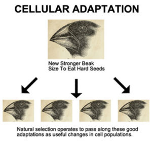Cellular Adaptation