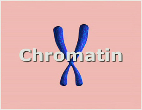 Part 4: Epigenetics And Chromatin – Epigenetic Changes